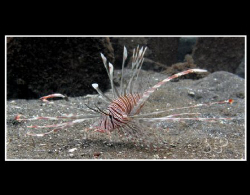 Lion fish. taken with G10, Manual white balance at 8 mete... by Toar Pantouw 